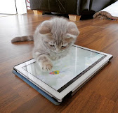 The dog is not going to win  Cat